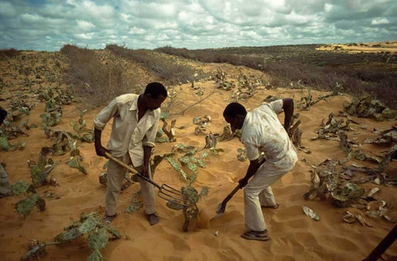 Two men working on planting shrubs in a sandy field