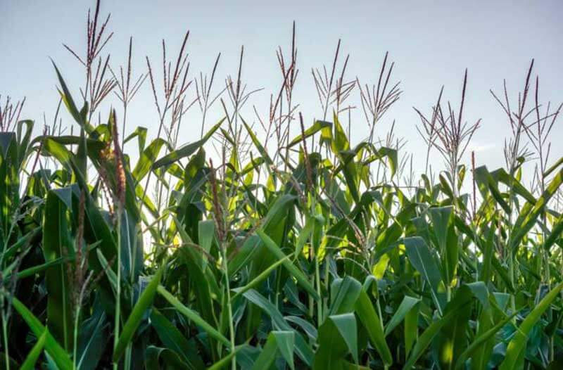 A field of corn photographed from the ground up