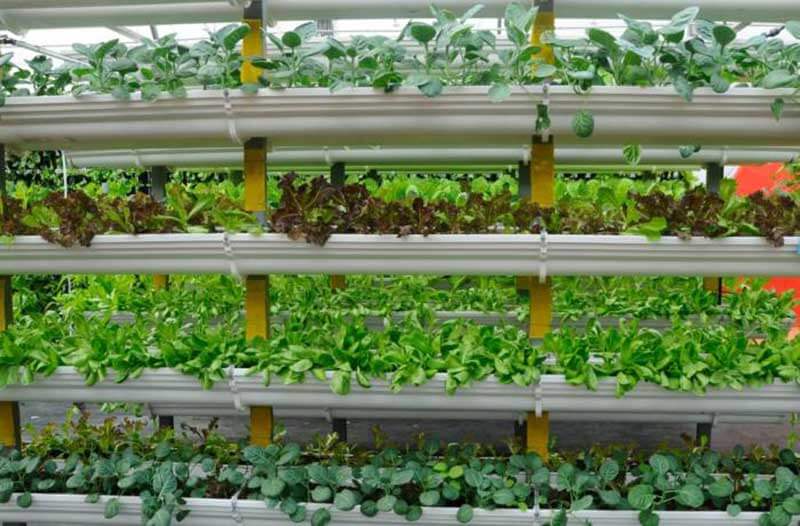 Close-up look at the inside of a vertical farm with four types of plants stacked in rows