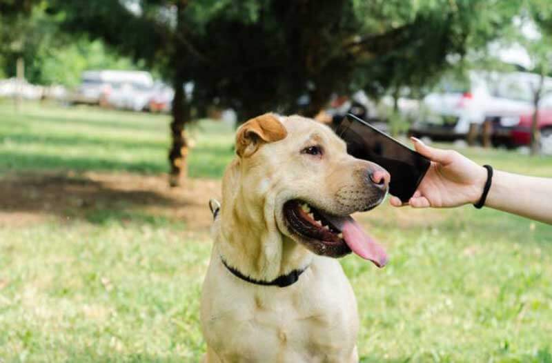 Persoon in een park houdt een smartphone tegen het oor van een hond